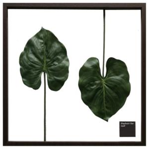 リーフアートフレーム Elephant ear leaf F-style Frame エレファントイヤー 美工社｜velkommen