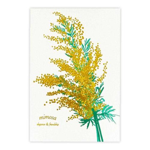 POSTCARD ポストカード 1枚入り Hakuoshi Botanical ミモザ フタバ