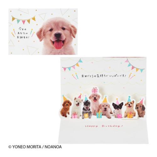バースデー BD321-6 グリーティングカード 誕生日祝い　フォトイヌの顔 サンリオ メッセージカ...