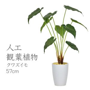 人工植物 観葉植物 光触媒 造花 植物 フェイクグリーン 鉢付き リビング 消臭 殺菌 防臭 クワズイモ 57cm 北欧 ドリス