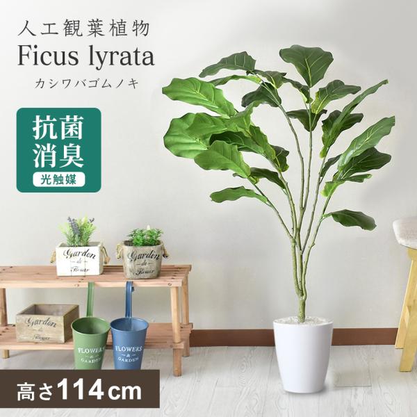 観葉植物 人工観葉植物 フェイクグリーン カシワバゴムノキ 北欧 ドリス