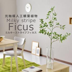 観葉植物 光触媒 フェイクグリーン 造花 人工 インテリア ミルキーストライプフィカス  おしゃれ 北欧 ドリス