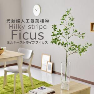 観葉植物 光触媒 DORIS フェイクグリーン 造花 人工 インテリア ミルキーストライプフィカス おすすめ おしゃれ 北欧 ドリス