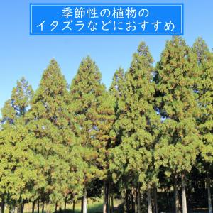 ネトルティー 50 g (カット) 送料無料 ...の詳細画像4