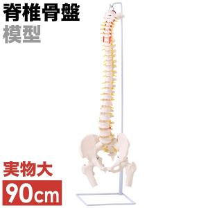 脊椎 模型 人体模型 1/2 脊椎骨盤 骨盤 骨 45センチ 脊髄骨盤模型