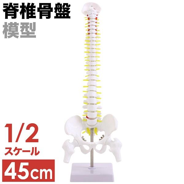 脊椎 模型 人体模型 1/2 脊椎骨盤 骨盤 骨 45センチ 脊髄骨盤模型 股関節 脊柱可動 ヘルニ...
