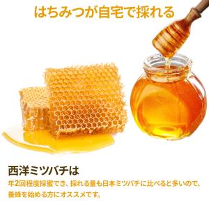 ミツバチ 養蜂 器具 西洋 ミツバチ 巣箱 ミ...の詳細画像1