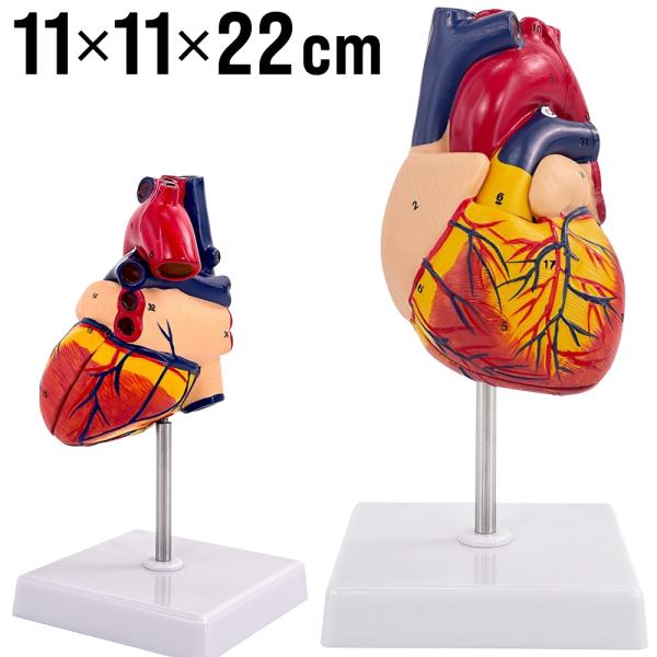 心臓 模型 実物大 人体模型 内蔵 フルカラー スタンド付 教育 モデル 解剖 研究 実習 教材 病...