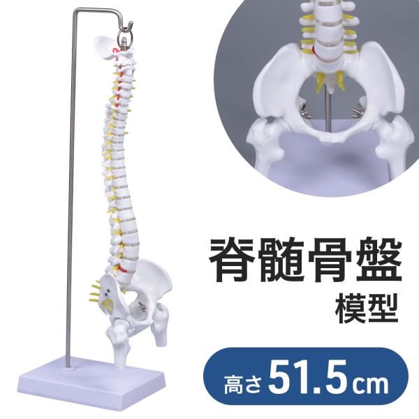 脊椎 模型 曲がる 人体模型 1/2 脊椎骨盤 骨盤 骨 45センチ 脊髄骨盤模型 股関節 脊柱可動...