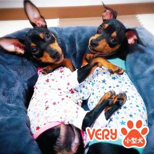 犬 服 VERY　Web限定　2020新カバーオール998円(税抜) 小型犬用　つなぎ ドッグウェア 在庫限り