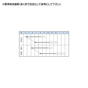 野菜の種/種子 国分鮮紅大長・ニンジン にんじ...の詳細画像2