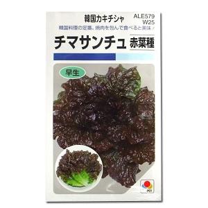 野菜の種/種子 チマサンチュ・赤葉種・韓国カキチシャ 0.9ml（メール便発送）タキイ種苗