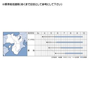 野菜の種/種子 グリーンソード・オクラ おくら...の詳細画像1