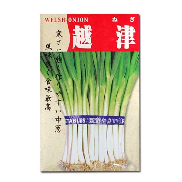 野菜の種/種子　越津・ねぎ　20ml　（メール便発送）