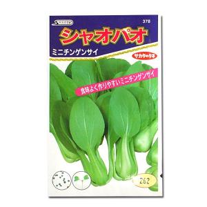 野菜の種/種子 ゴールドラッシュ・とうもろこし 2000粒 (大袋)サカタの