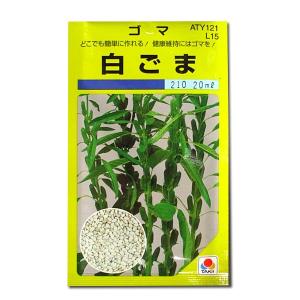 野菜の種/種子 白ごま 白ゴマ 12ml（メール便発送）タキイ種苗｜vg-harada