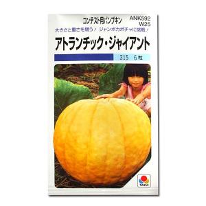 野菜の種/種子 アトランチック ジャイアント・コンテスト用パンプキン