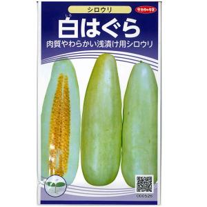 野菜の種/種子 白はぐら・しろうり シロウリ 2ml（メール便発送）サカタのタネ 種苗｜vg-harada