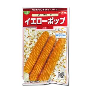 野菜の種/種子 ゴールドラッシュ・とうもろこし 2000粒 (大袋)サカタの