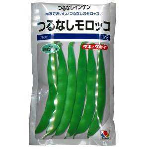 野菜の種/種子 ビックリジャンボ・いんげん 30ml （メール便発送
