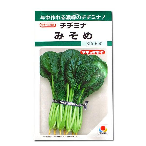 野菜の種/種子 みそめ・チヂミナ 6ml（メール便発送）タキイ種苗