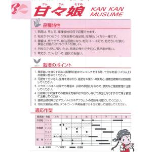 【大特価!】野菜の種/種子 甘々娘・かんかんむ...の詳細画像2