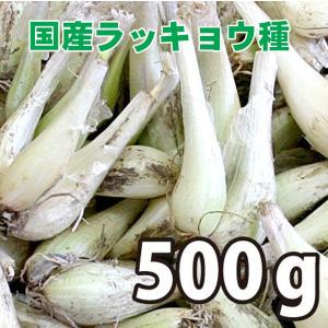 野菜・種/苗 国産ラッキョウ ラッキョ らっき...の詳細画像1