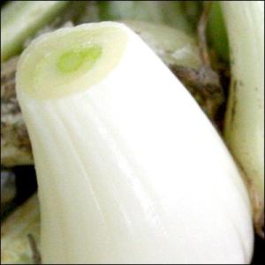 野菜・種/苗 国産ラッキョウ ラッキョ らっき...の詳細画像2