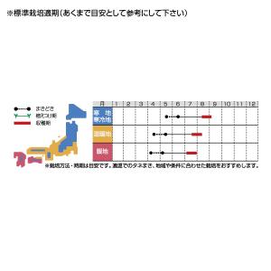 野菜の種/種子 ゴールドラッシュ88・とうもろ...の詳細画像1
