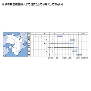 野菜の種/種子 晴黄60・ハクサイ 0.9ml...の詳細画像1