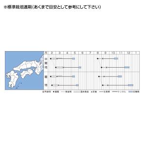 野菜の種/種子 オレンジクイン・ハクサイ ペレ...の詳細画像1