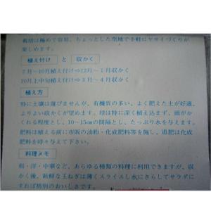 野菜・種/苗 ホーム玉葱[タマネギ]たまねぎ・...の詳細画像2