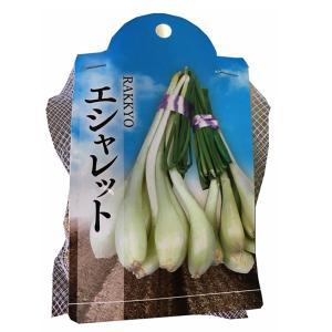 野菜・種/苗 エシャレット・エシャロット　 生もの種
