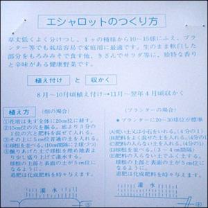 野菜・種/苗 エシャレット・エシャロット 生も...の詳細画像2