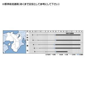 野菜の種/種子 ネオアース・タマネギ 20ml...の詳細画像1
