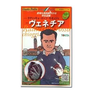 野菜の種/種子　ヴェネチア・ラディッキョ ロッソ キオッジャ/チコリー・イタリア野菜　80粒　（）