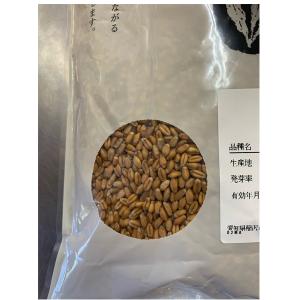 野菜の種/種子 小麦・農林61号 1kg アサ...の詳細画像3