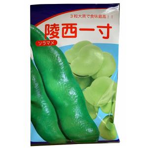 冬瓜(トウガン)の種 沖縄冬瓜 小袋 約5ml ( 野菜の種 ) : 菜園くらぶ
