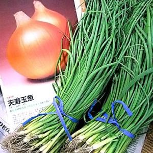 【令和5年分完売】野菜の苗 中晩生 天寿玉葱・玉...の商品画像