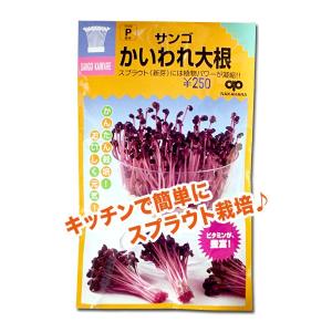 スプラウトの種　サンゴ かいわれ大根 35ml（メール便発送）