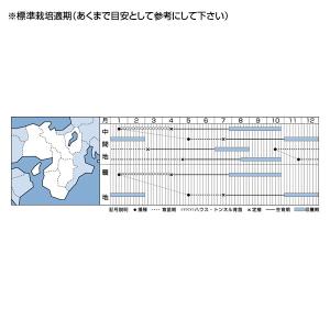 野菜の種/種子 ホワイトスター 根深ねぎ ペレ...の詳細画像1