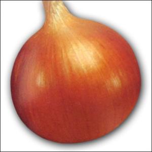 野菜の苗 中生 O・P黄 タマネギ 玉葱苗 玉...の詳細画像1
