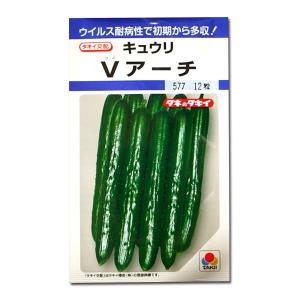 野菜の種/種子 Vアーチ・キュウリ 10粒（メール便発送）タキイ種苗