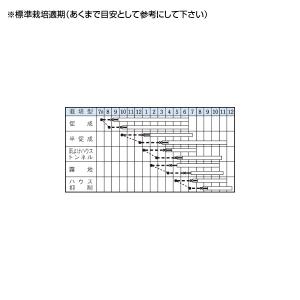 野菜の種/種子 ニューエース・ピーマン 60粒...の詳細画像1