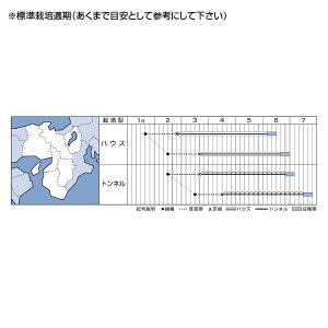 野菜の種/種子 パンナ・メロン めろん 8粒(...の詳細画像1
