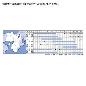 野菜の種/種子 CF千果・ミニトマト 16粒(...の詳細画像1