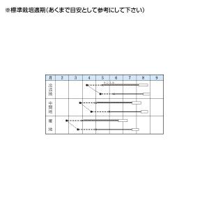野菜の種/種子 ブラックボール2・スイカ 9粒...の詳細画像1