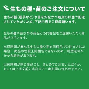 【令和8年入荷予定なし】野菜・種/苗[春植えジ...の詳細画像2