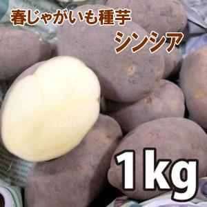野菜・種/苗［春ジャガイモ種芋］シンシア じゃがいも種芋・生もの種