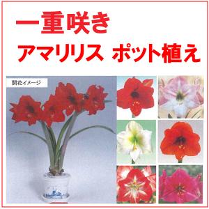 大人気!!花・球根 一重咲き アマリリス ポット...の商品画像
